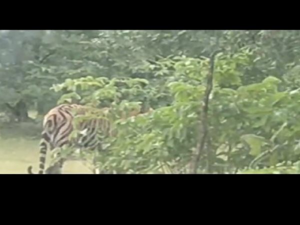 watch the pics of cheetah which caught in damoh MP watch the pics of cheetah which caught in damoh MP