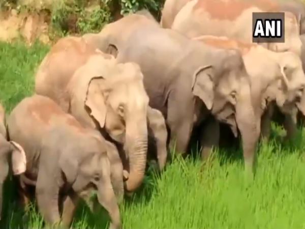 Elephant Elephant