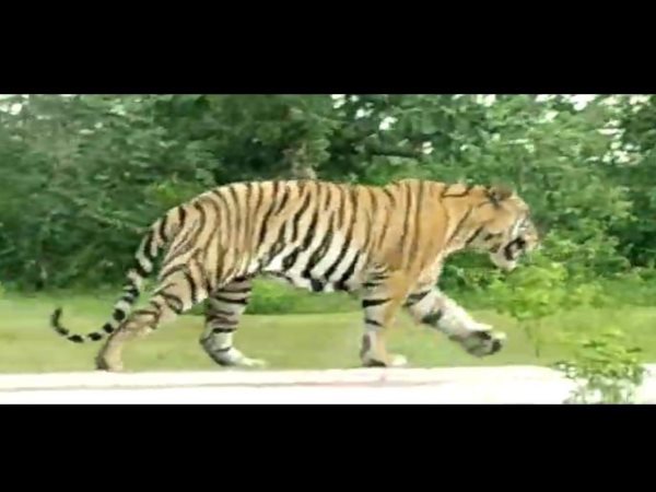 watch the pics of cheetah which caught in damoh MP watch the pics of cheetah which caught in damoh MP