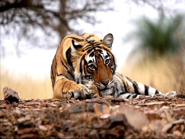 यवतमाल। महाराष्ट्र के यवतमाल जिले का पंढारवडा कस्बा इन दिनों आदमखोर बाघिन के खौफ में है। ये बाघिन अब तक कम से कम 13 लोगों को अपना शिकार बना चुकी है। इस बाघिन (टी1) का इतना खौफ है कि पंढारवडा और आसपास के गांवों के लोग रात-रातभर जागकर पहरा देते हैं। वहीं जंगल में जाने से लोग बुरी तरह खौफ खाते हैं, जिसके चलते खेती करने और मवेशी पालने वाले लोग खासे परेशान हैं। इस बाघिन की पहली शिकार एक बुजुर्ग महिला हुई थी, जिसका शव कपास के खेत में मिला था। महिला के शरीर पर बाघ के पंजों के निशान से उसकी मौत के बारे में पता चला था। इसके बाद से ये सिलसिला लगातार जारी है। बीते अगस्त में ही तीन लोगों की मौत हुई है। बताया गया है कि जून 2016 से इस साल अगस्त तक पंढारवाड़ा के रालेगांव तहसील में इस बाघिन ने 13 लोगों को शिकार बनाया है। आसपास के लोग और नेता वन रेंजर्स पर आदमखोर बाघिन को मारने के लिए दबाव बना रहे हैं, इसके लिए शिकारियों की टीम को भी बुलाया गया है। वहीं वन रेंजर इसे किसी तरह पकड़कर चिडियाघर भेजने की कोशिश में हैं। एक तरफ इस बाघिन को मार डालने के बात कही जा रही है तो वहीं बाघिन को बचाने के लिए सुप्रीम कोर्ट में भी याचिका दायर की गई है। बाघिन को ना मारा जाए इसके लिए लिए भोपाल के अजय दुबे और दिल्ली के सेव टाइगर कैंपेन के सिमरत संधू ने दया याचिका दायर की है। याचिका को सीजेआई दीपक मिश्रा, जस्टिस मदन लोकुर और जस्टिस केएम जोसेफ की अदालत में दायर की गई है। यवतमाल। महाराष्ट्र के यवतमाल जिले का पंढारवडा कस्बा इन दिनों आदमखोर बाघिन के खौफ में है। ये बाघिन अब तक कम से कम 13 लोगों को अपना शिकार बना चुकी है। इस बाघिन (टी1) का इतना खौफ है कि पंढारवडा और आसपास के गांवों के लोग रात-रातभर जागकर पहरा देते हैं। वहीं जंगल में जाने से लोग बुरी तरह खौफ खाते हैं, जिसके चलते खेती करने और मवेशी पालने वाले लोग खासे परेशान हैं। इस बाघिन की पहली शिकार एक बुजुर्ग महिला हुई थी, जिसका शव कपास के खेत में मिला था। महिला के शरीर पर बाघ के पंजों के निशान से उसकी मौत के बारे में पता चला था। इसके बाद से ये सिलसिला लगातार जारी है। बीते अगस्त में ही तीन लोगों की मौत हुई है। बताया गया है कि जून 2016 से इस साल अगस्त तक पंढारवाड़ा के रालेगांव तहसील में इस बाघिन ने 13 लोगों को शिकार बनाया है। आसपास के लोग और नेता वन रेंजर्स पर आदमखोर बाघिन को मारने के लिए दबाव बना रहे हैं, इसके लिए शिकारियों की टीम को भी बुलाया गया है। वहीं वन रेंजर इसे किसी तरह पकड़कर चिडियाघर भेजने की कोशिश में हैं। एक तरफ इस बाघिन को मार डालने के बात कही जा रही है तो वहीं बाघिन को बचाने के लिए सुप्रीम कोर्ट में भी याचिका दायर की गई है। बाघिन को ना मारा जाए इसके लिए लिए भोपाल के अजय दुबे और दिल्ली के सेव टाइगर कैंपेन के सिमरत संधू ने दया याचिका दायर की है। याचिका को सीजेआई दीपक मिश्रा, जस्टिस मदन लोकुर और जस्टिस केएम जोसेफ की अदालत में दायर की गई है।