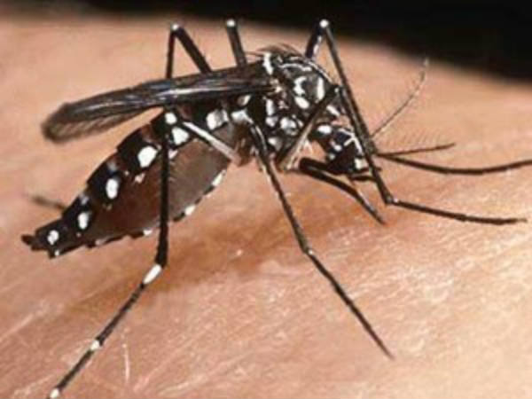 चाय का प्रयोग करें
