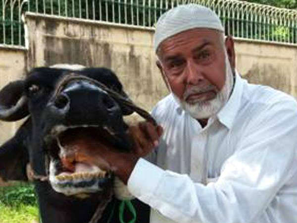 buffalo-pakistan buffalo-pakistan