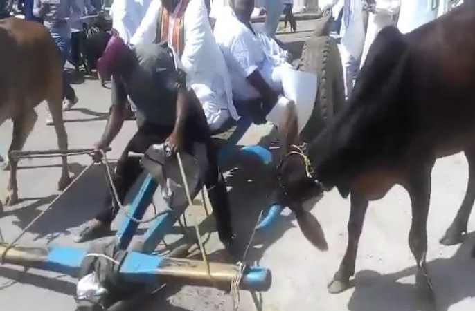 Congress leaders travelling on the bullock cart and bicycle to the assembly Congress leaders travelling on the bullock cart and bicycle to the assembly