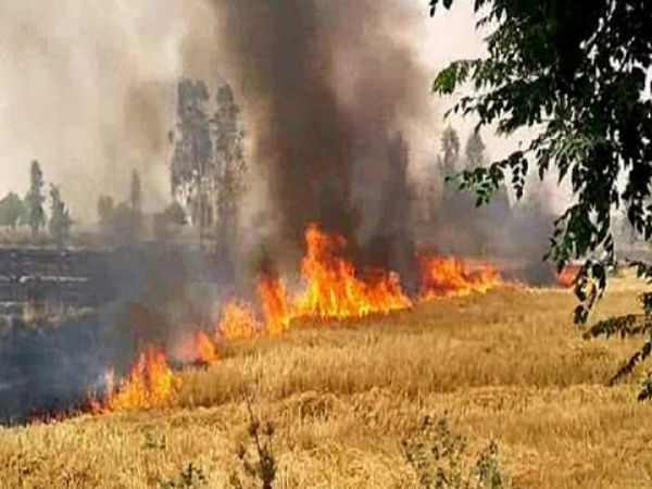 give idea to stop stubble burning then Punjab govt will give you seven crore rupees give idea to stop stubble burning then Punjab govt will give you seven crore rupees