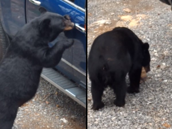 Hungry Bear Opens Car Door and Steals Food at Gatlinburg, Tennessee Hungry Bear Opens Car Door and Steals Food at Gatlinburg, Tennessee