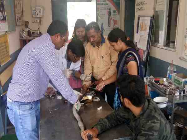 an hour long operation to save injured cobra in ujjain an hour long operation to save injured cobra in ujjain