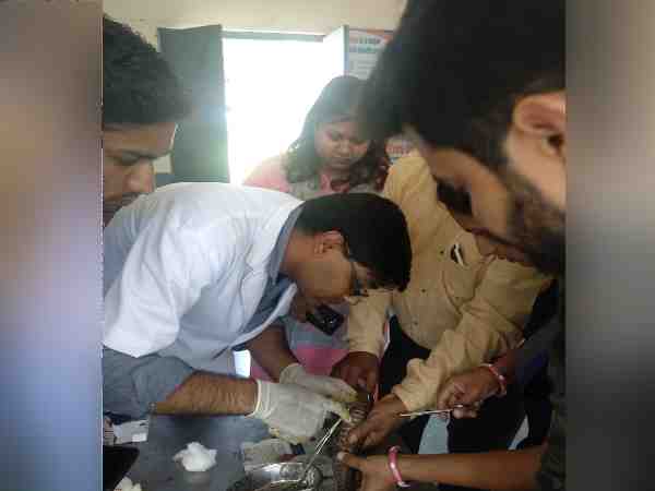 an hour long operation to save injured cobra in ujjain an hour long operation to save injured cobra in ujjain