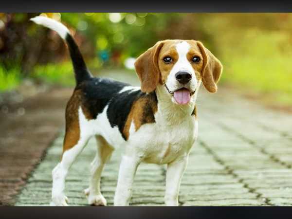 kanpur villagers attended the funeral of dog followed by Hindu customs kanpur villagers attended the funeral of dog followed by Hindu customs
