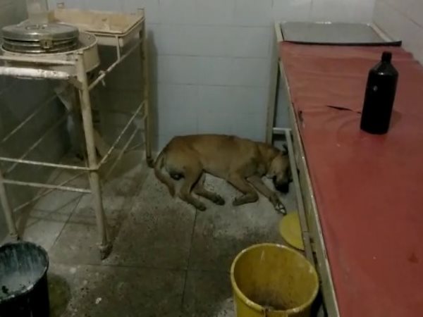 kanpur dogs seen in emergency ward of government hospitals kanpur dogs seen in emergency ward of government hospitals