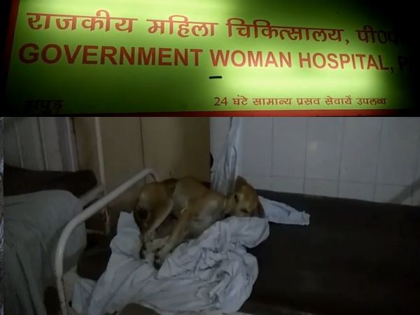 hapur dogs are sleeping in ladies hospitals bed hapur dogs are sleeping in ladies hospitals bed