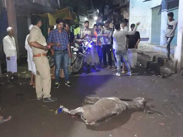 donkey killed for biting people in varanasi donkey killed for biting people in varanasi