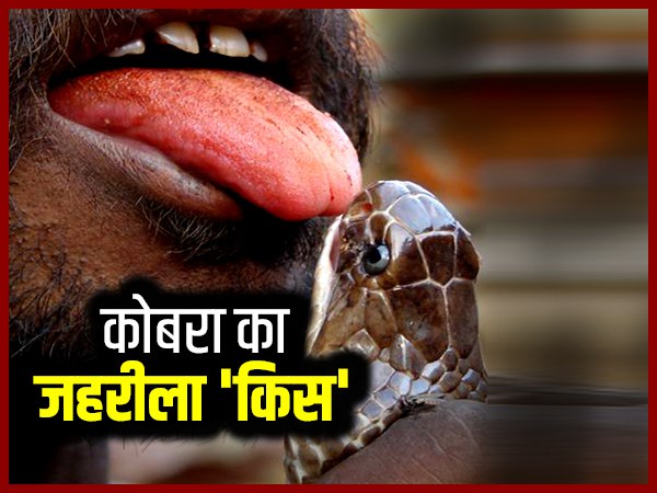 कोबरा की एक बाइट 20 लोगों को और एक हाथी को मारने के लिए काफी है