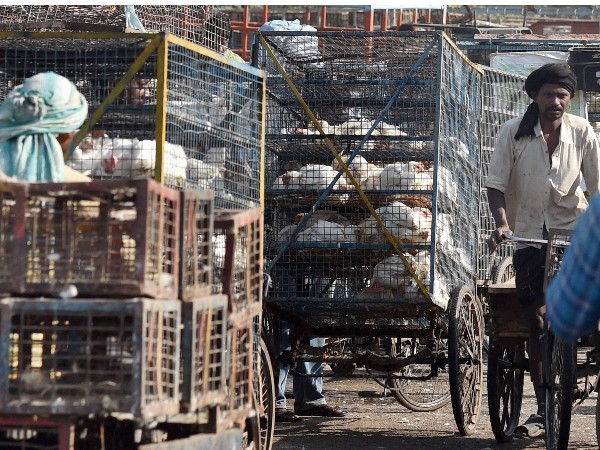 delhi HC bans slaughtering of birds at Ghazipur mandi delhi HC bans slaughtering of birds at Ghazipur mandi