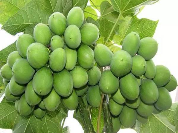 जेट्रोफा के पौधे से पैदा होगा ईंधन