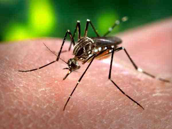 1700 malaria patients found within 24 hours in uttar pradesh 1700 malaria patients found within 24 hours in uttar pradesh