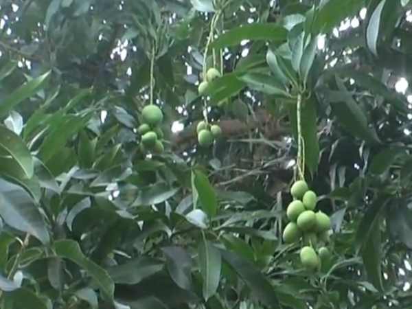 place in up where mangoes are grown in Inauspicious season place in up where mangoes are grown in Inauspicious season