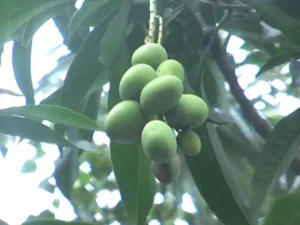 place in up where mangoes are grown in Inauspicious season place in up where mangoes are grown in Inauspicious season