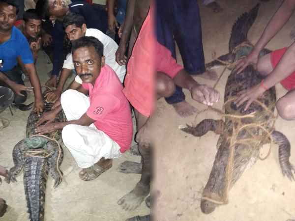 जाल डालने पर फंसा मगरमच्छ, तोड़ कर आया बाहर