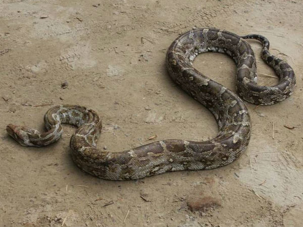 10 feet python found in people in Agra 10 feet python found in people in Agra