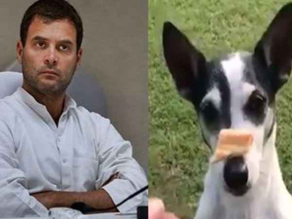 Rahul Gandhi saved dog from SPG during bharat bandh in delhi Rahul Gandhi saved dog from SPG during bharat bandh in delhi