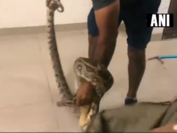 video 10 feet long rock python rescued from a flat at Gurugram video 10 feet long rock python rescued from a flat at Gurugram