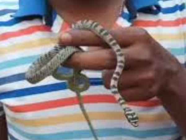 a man play with snake and swalow it alive a man play with snake and swalow it alive