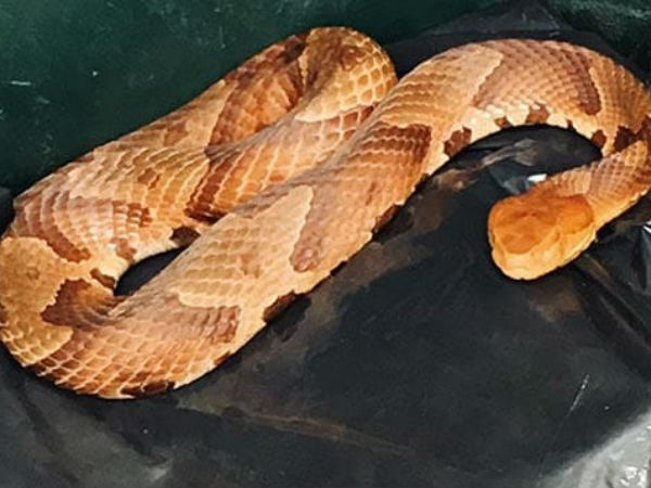 snake snake