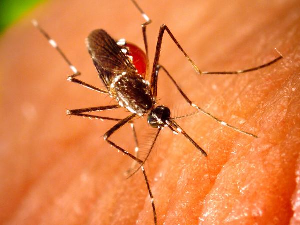 Zika Virus Zika Virus