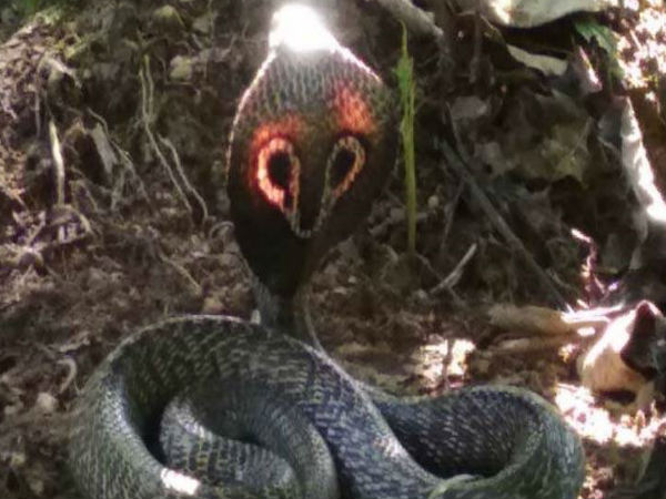 Amazing Video: King Cobra shining with Red Hood spotted in karnatakas chikmagalur Amazing Video: King Cobra shining with Red Hood spotted in karnatakas chikmagalur
