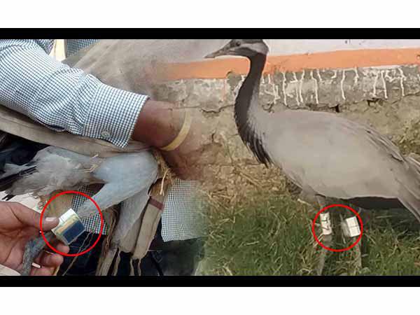 electronic equipment tied on the foreign bird who is caught by forest department electronic equipment tied on the foreign bird who is caught by forest department