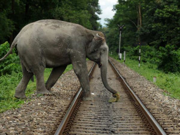 Elephant Elephant