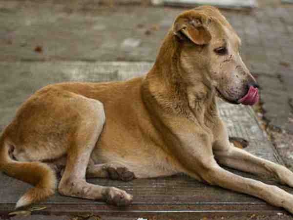 Dm driver pet dog dies police files murder case in agra Dm driver pet dog dies police files murder case in agra