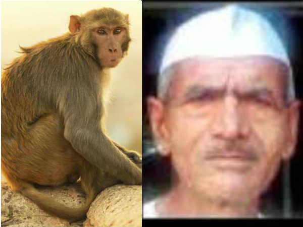 लकड़ी इकट्ठा कर रहा था, बंदरों ने बरसाया पत्थर