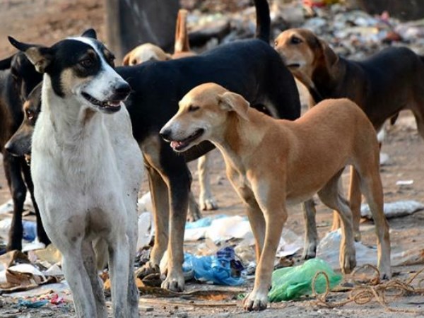 कुत्ता मरीज का कटा हुआ पैर लेकर भागा
