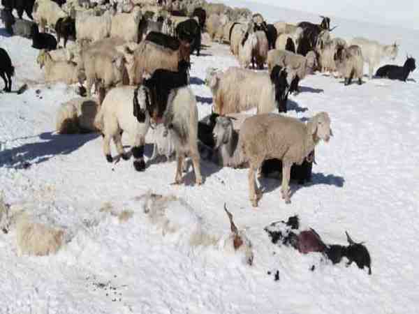 50 sheperds are missing in himachal pradesh kangra district due to sudden snowfall 50 sheperds are missing in himachal pradesh kangra district due to sudden snowfall
