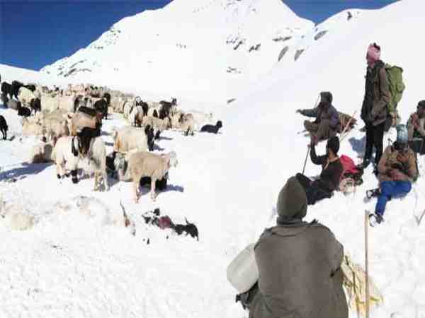 50 sheperds are missing in himachal pradesh kangra district due to sudden snowfall 50 sheperds are missing in himachal pradesh kangra district due to sudden snowfall