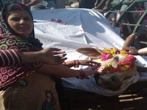Band-baja funeral, tomb for bull in UPs Lakhimpur Kheri Band-baja funeral, tomb for bull in UPs Lakhimpur Kheri