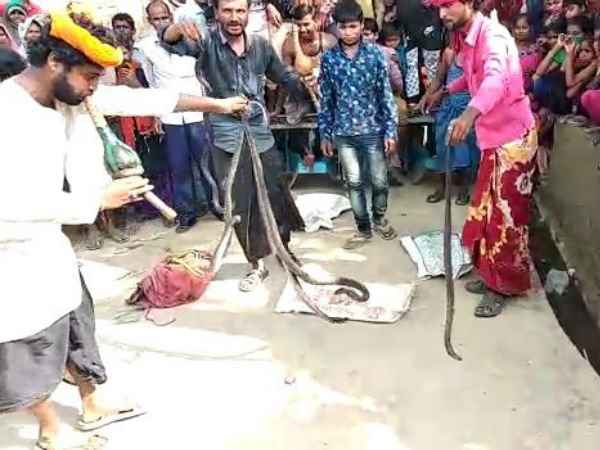 14 King Cobras found in the house of Kannauj 14 King Cobras found in the house of Kannauj