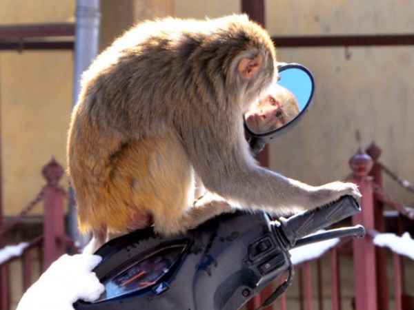 तैनात किए गए कर्मचारी