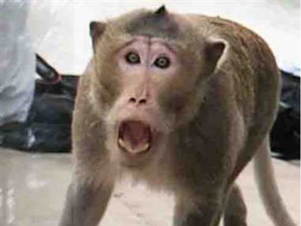 monkey jumps upon the real sister died monkey jumps upon the real sister died