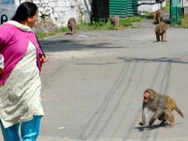 250 बंदरों की हो गई है नसबंदी