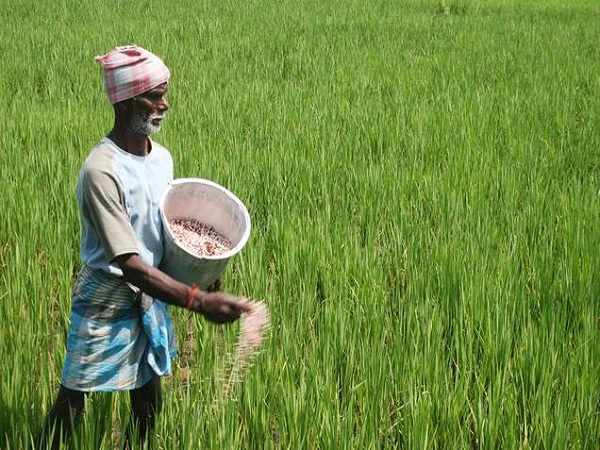 modi government decision does not work, farmers not getting kharif crops msp as decided earlier modi government decision does not work, farmers not getting kharif crops msp as decided earlier