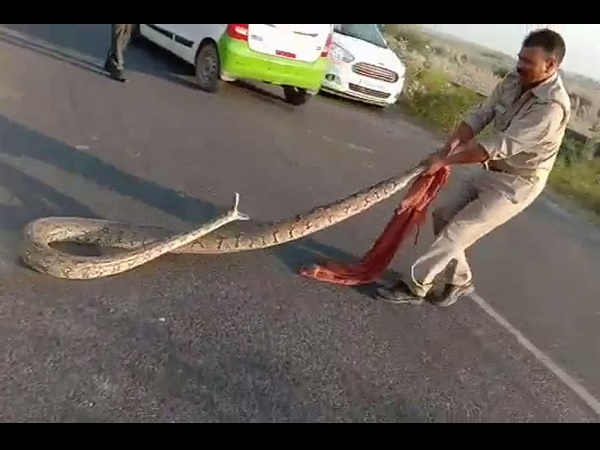 Giant, python, people, अजगर, सिपाही , Unnao Giant, python, people, अजगर, सिपाही , Unnao