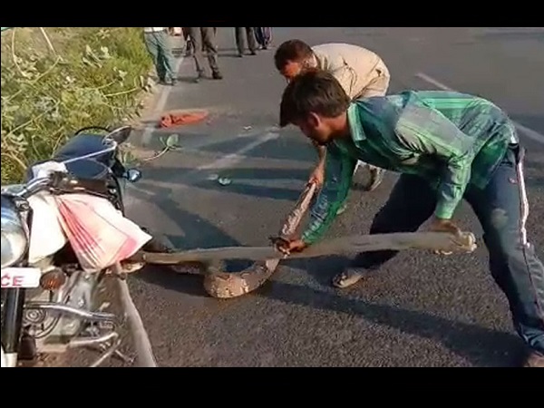 Giant, python, people, अजगर, सिपाही , Unnao Giant, python, people, अजगर, सिपाही , Unnao