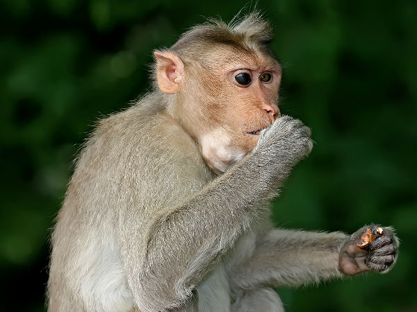 chinese scientist placed human brain genes in monkey, saw these changes chinese scientist placed human brain genes in monkey, saw these changes