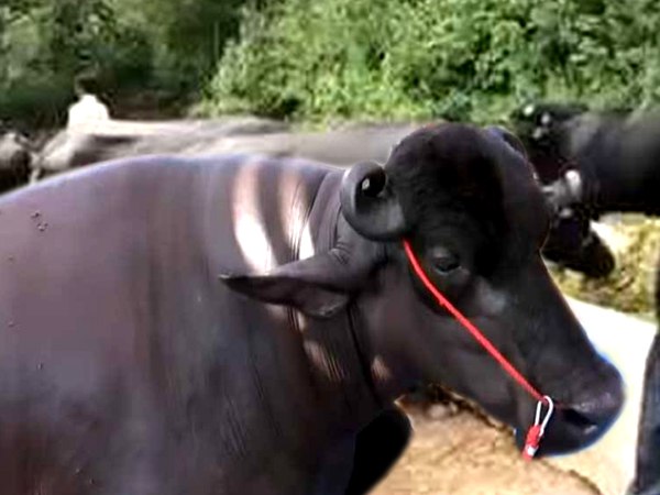 5 साल में ही इस भैंसे ने हासिल किया अच्छा कद