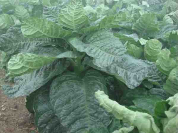 medicines can be made from tobacco in kanpur medicines can be made from tobacco in kanpur