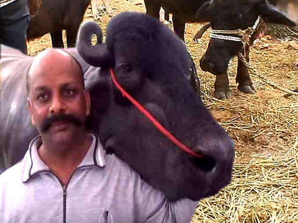 ऊंचाई करीब 6 फीट और लंबाई 14 फीट है