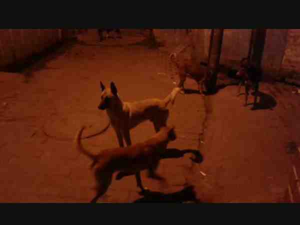 more than two dozen of people were bitten by stray dog in rampur more than two dozen of people were bitten by stray dog in rampur