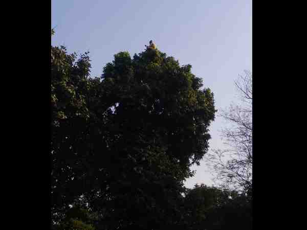 video goes viral of baba sitting on the top of tree in bahraich up video goes viral of baba sitting on the top of tree in bahraich up